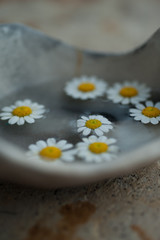 Obraz premium Little Flowers Floating In A Bowl 