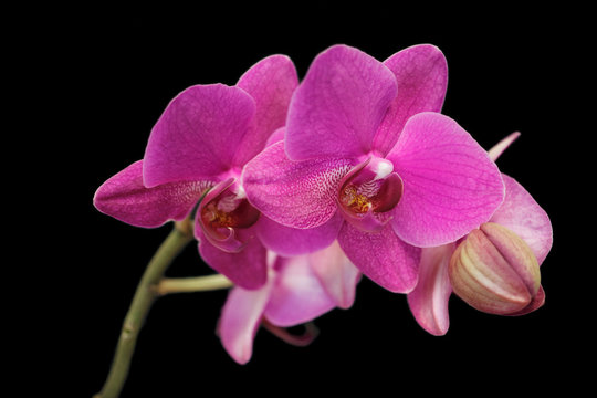 Close-up of pink orchid (Orchidaceae) flower on the black background