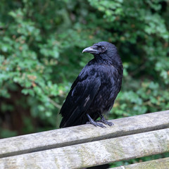 close-up view of beautiful black crow on wooden bench