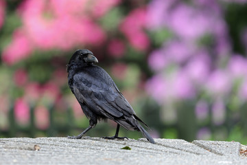 close-up view of beautiful black crow in garden