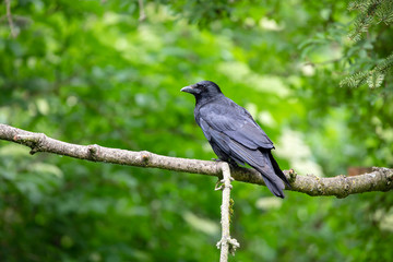 Obraz premium close-up view of beautiful black crow on tree branch