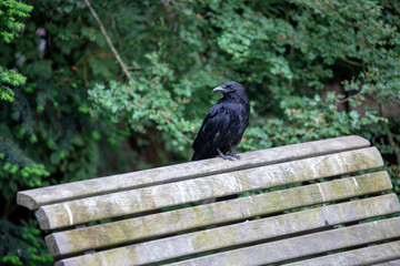 close-up view of beautiful black crow on wooden bench