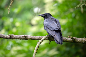 close-up view of beautiful black crow on tree branch