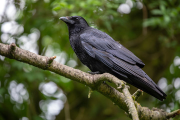 close-up view of beautiful black crow on tree branch