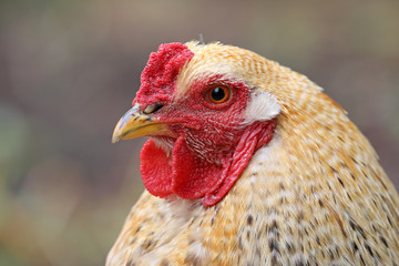 close-up view of beautiful domestic hen looking at camera outdoors