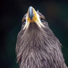 close-up view of majestic golden eagle outdoors
