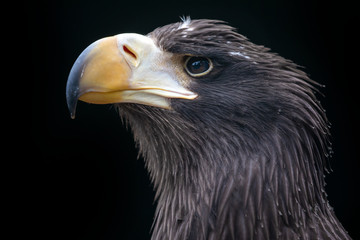 close-up view of majestic golden eagle outdoors