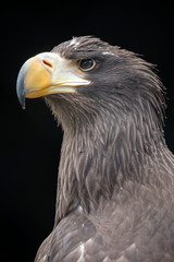 close-up view of majestic golden eagle outdoors