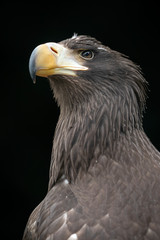 close-up view of majestic golden eagle outdoors
