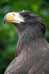 close-up view of majestic golden eagle outdoors