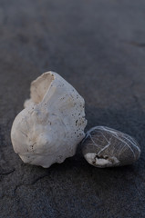 White Seashells On Grey Slab