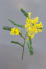 Spring flowers. branches and flowers of mimosa on a grey background. copy space
