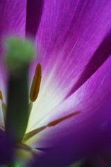 Tulip flower close up beautiful macro photography