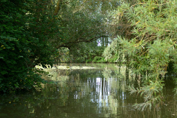 In the swamps,  trees and their mirror reflections in water. A branch form an arch. Summer, august in the Audomaroi's swamps, St Omer in France.