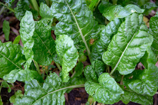 Healthy organic silverbeet growing in a garden in Canterbury, New Zealand