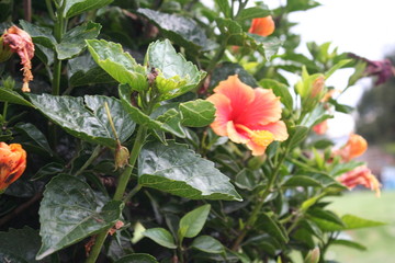 Flower Orange