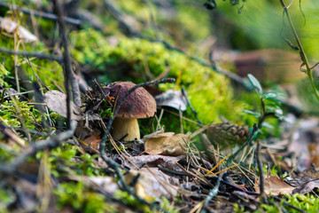 mushrooms in the forest