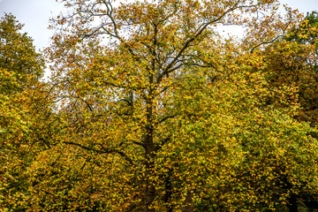 Fototapeta premium Londra, Regno Unito