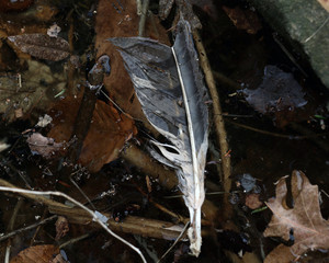 Feather in water