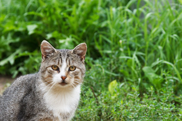 Naklejka na ściany i meble gray cat on a background of grass