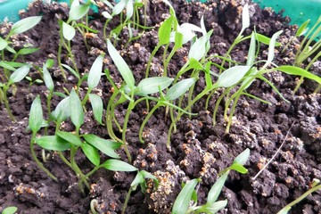Young green seedlings of pepper