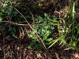 OLYMPUS DIGITAL CAMERA - HEDGEROW 