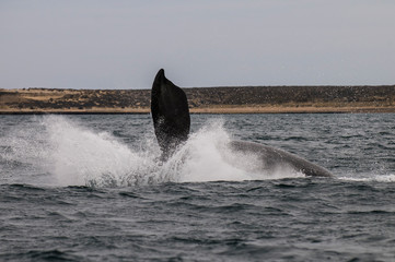 Fototapeta premium Whale jump, Peninsula Valdes, Patagonia Argentina