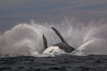 Whale jump, Peninsula Valdes, Patagonia Argentina