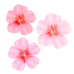 Pink cherry blossom .with falling leaves. Isolated on white background. Spring composition with sakura. Vector illustration