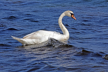 Schwan schwimmt im Meer