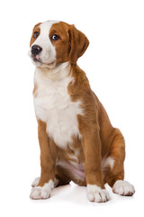 Swiss mountain dog puppy isolated on white background