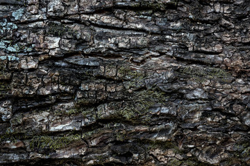 Tree skin texture closeup for background.