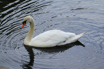 Obraz premium Lonely white Swan floating on the water with folded wings