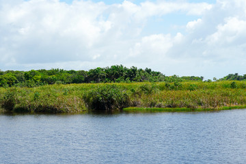 Tropical rain forest, jungle in Brazil. Green wetland forest with river, lush ferns and palms trees. Praia do Forte, Brazil