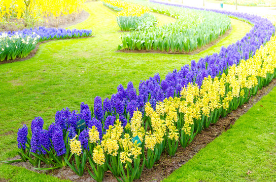 Blue and yellow hyacinths in the garden of Keukenhof, Netherlands