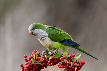 Parakeet,feeding on wild fruits, La Pampa, Patagonia, Argentina