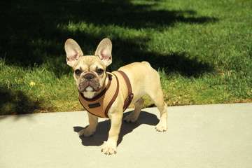 Funny beautiful little dog breed bulldog in the park outside for a walk