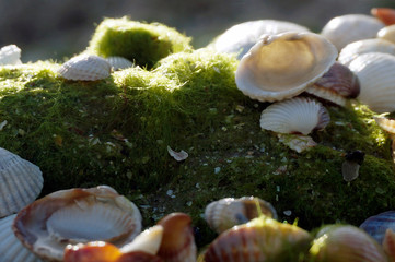 seashell on the sand close up.