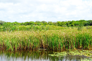Tropical rain forest, jungle in Brazil. Green wetland forest with river, lush ferns and palms trees. Praia do Forte, Brazil