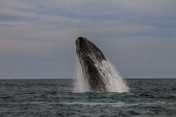 Fototapeta premium Whale jump, Peninsula Valdes, Patagonia Argentina