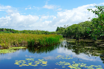 Obraz na płótnie Canvas Tropical rain forest, jungle in Brazil. Green wetland forest with river, lush ferns and palms trees. Praia do Forte, Brazil