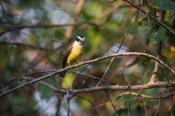 Obraz premium Great Kiskadee, Pantanal,Brazil