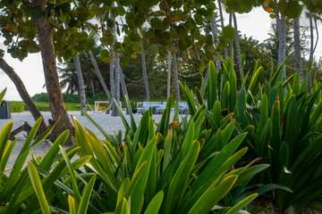 Obraz premium Caribbean Beach in Punta Cana