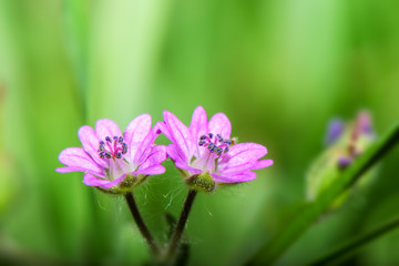 Macro photography - very small pink flower on a green background - Geranium pusillum ( small-flowered crane's-bill )