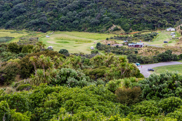 Fototapeta na wymiar New Zealand rainforest fern trees, green wilderness close to KereKere Piha, New Zealand