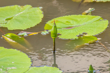 Green lotus is budding in the pond. Single lotus flower bud with green leaves in the pond.