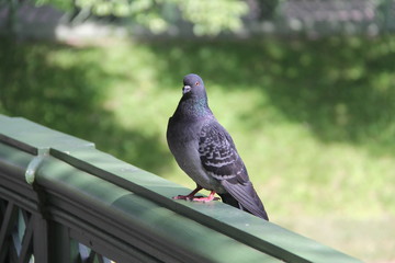 Grey city dove sitting on a green wooden fence