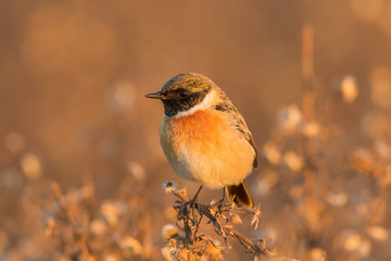 Stonechat 00002