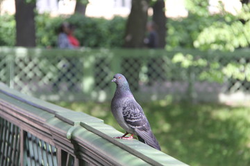 City grey dove sitting on a green wooden fence
