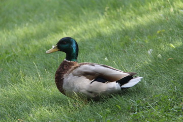 Naklejka na ściany i meble Brown duck with dark green head on green grass